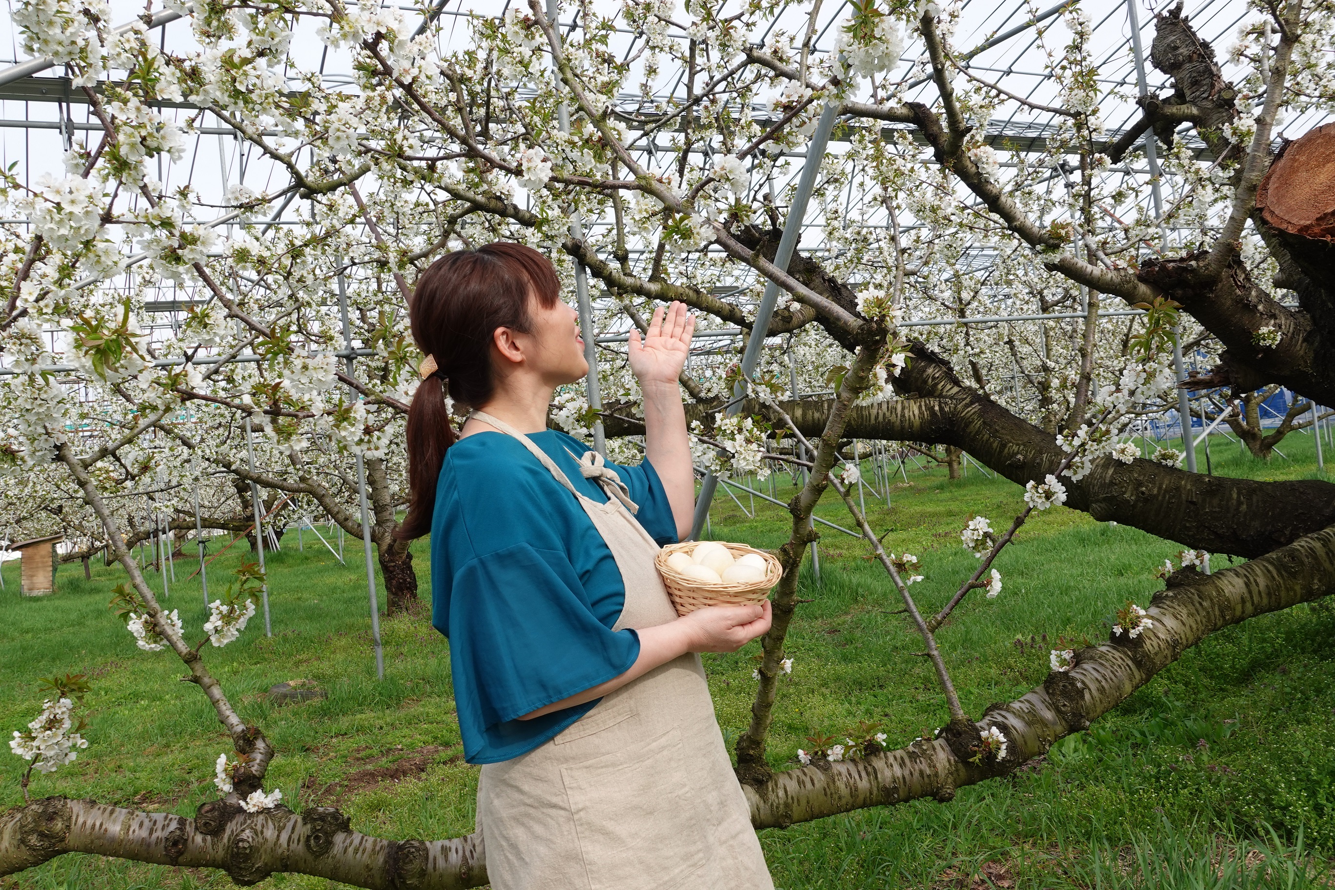 さくらんぼの花が満開でした さくらそーぷ